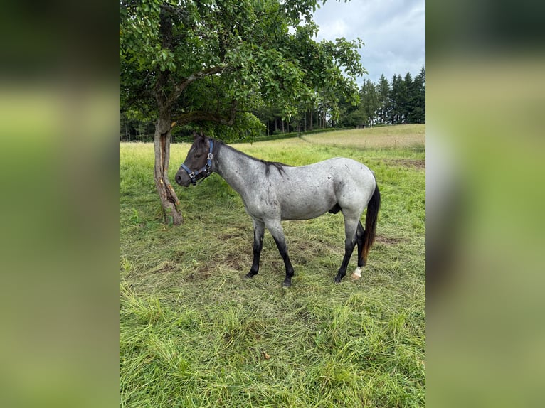 American Quarter Horse Wallach 2 Jahre 150 cm Blauschimmel in Daleiden