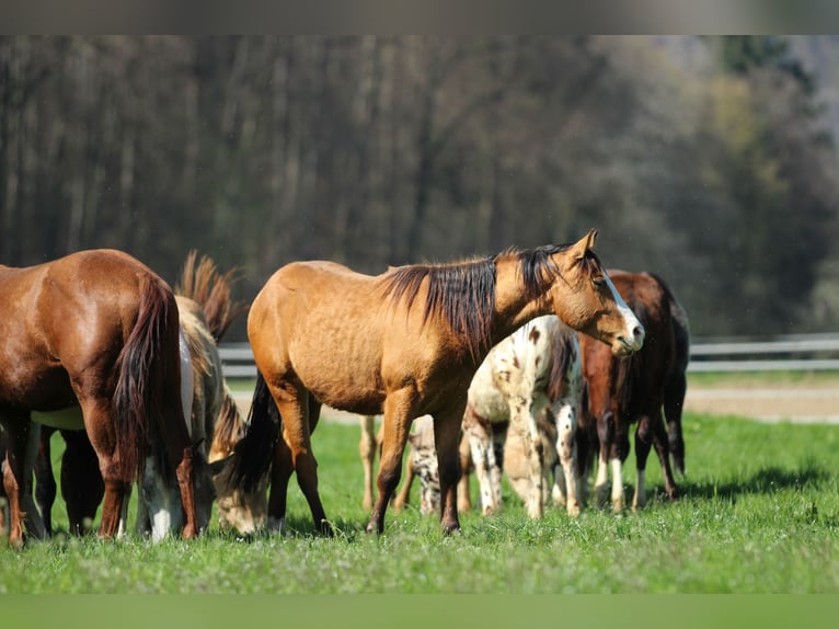 American Quarter Horse Wallach 2 Jahre 150 cm Brauner in Waldshut-Tiengen