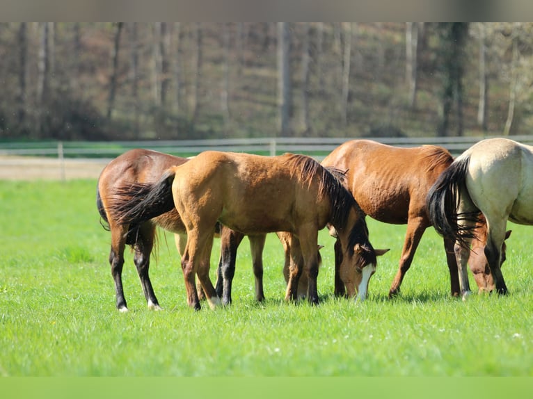 American Quarter Horse Wallach 2 Jahre 150 cm Brauner in Waldshut-Tiengen