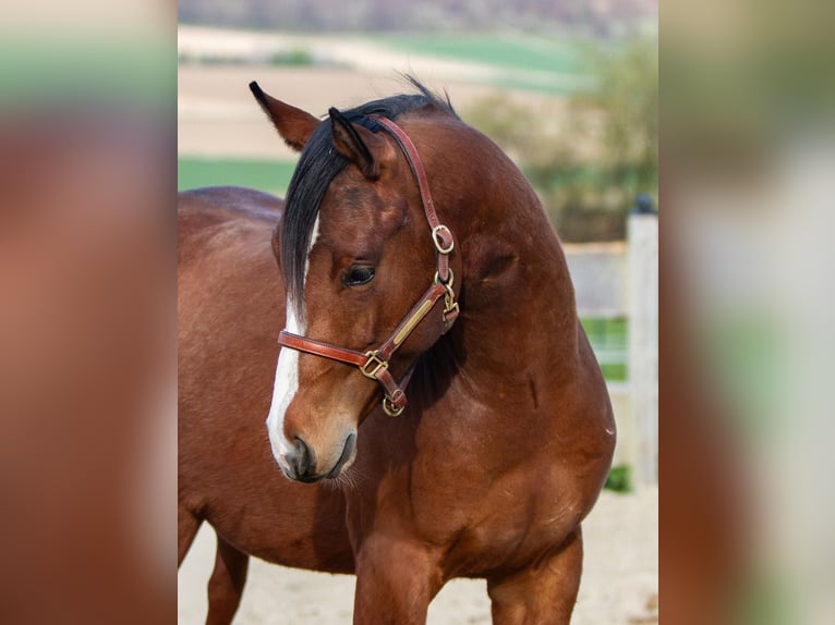 American Quarter Horse Wallach 2 Jahre 150 cm Brauner in Duingen
