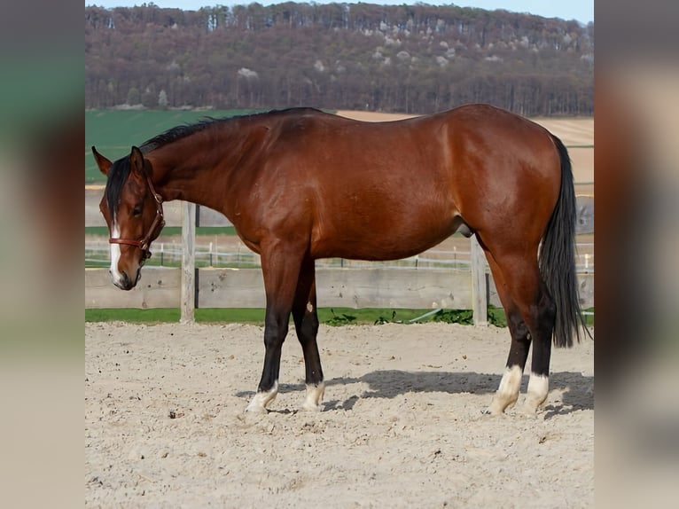 American Quarter Horse Wallach 2 Jahre 150 cm Brauner in Duingen