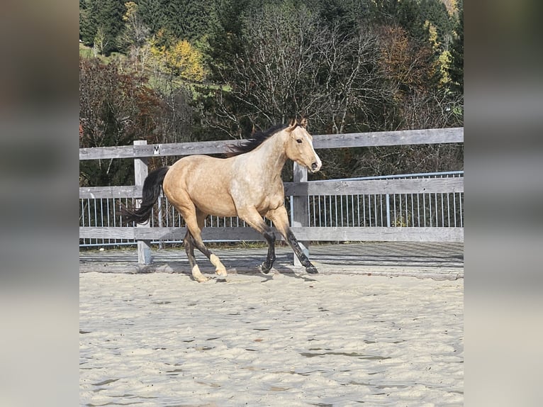 American Quarter Horse Wallach 2 Jahre 150 cm Buckskin in Missen-Wilhams