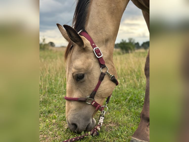 American Quarter Horse Wallach 2 Jahre 150 cm Buckskin in Pessin