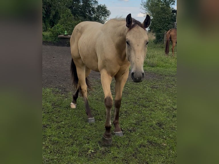 American Quarter Horse Wallach 2 Jahre 150 cm Buckskin in Pessin