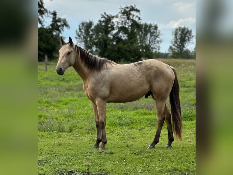 American Quarter Horse Wallach 2 Jahre 150 cm Buckskin in Pessin