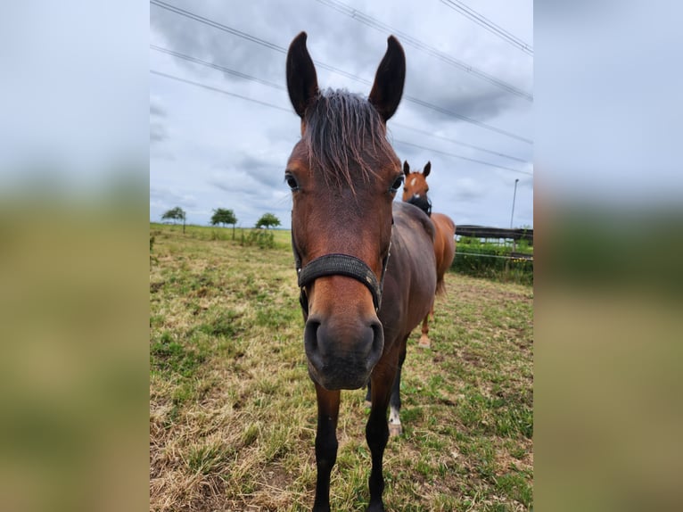 American Quarter Horse Mix Wallach 2 Jahre 150 cm Dunkelbrauner in Eppelborn