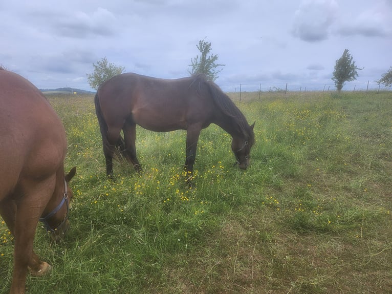 American Quarter Horse Mix Wallach 2 Jahre 150 cm Dunkelbrauner in Eppelborn