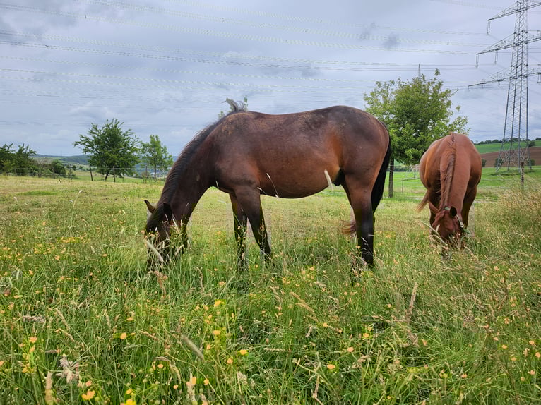 American Quarter Horse Mix Wallach 2 Jahre 150 cm Dunkelbrauner in Eppelborn