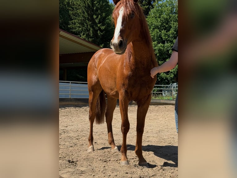 American Quarter Horse Wallach 2 Jahre 150 cm Dunkelfuchs in Ebensfeld