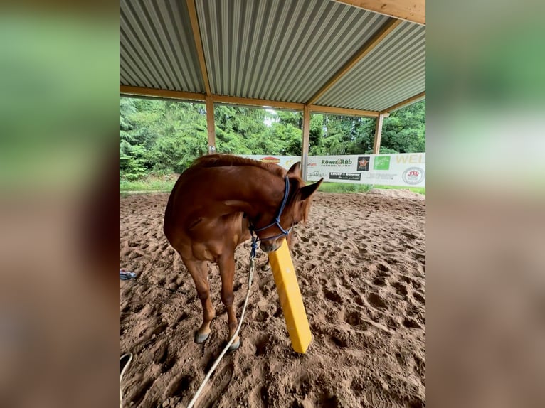 American Quarter Horse Wallach 2 Jahre 150 cm Dunkelfuchs in Ebensfeld