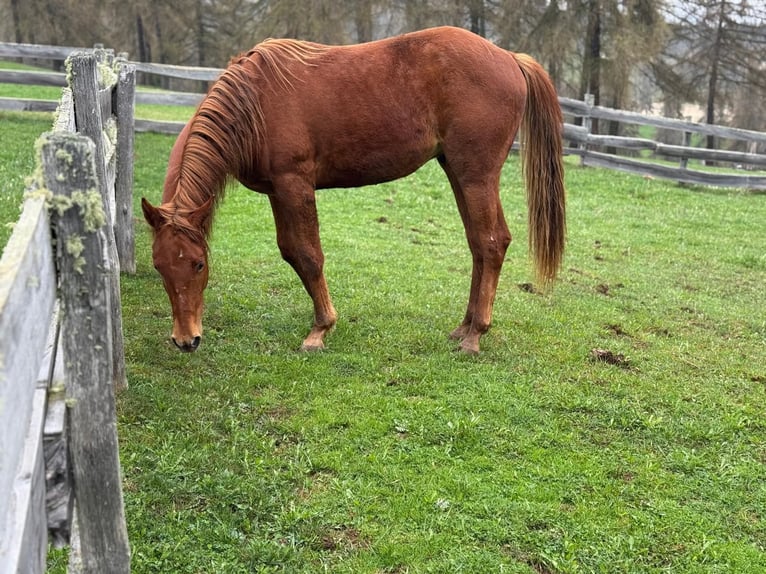 American Quarter Horse Wallach 2 Jahre 150 cm Dunkelfuchs in Jenesien
