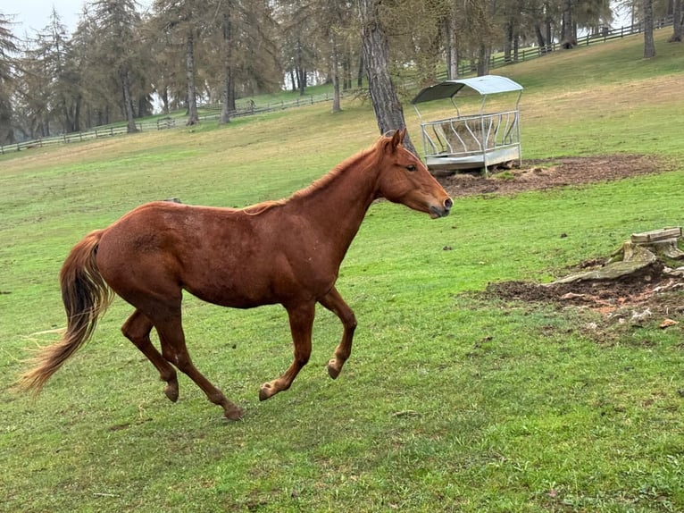 American Quarter Horse Wallach 2 Jahre 150 cm Dunkelfuchs in Jenesien