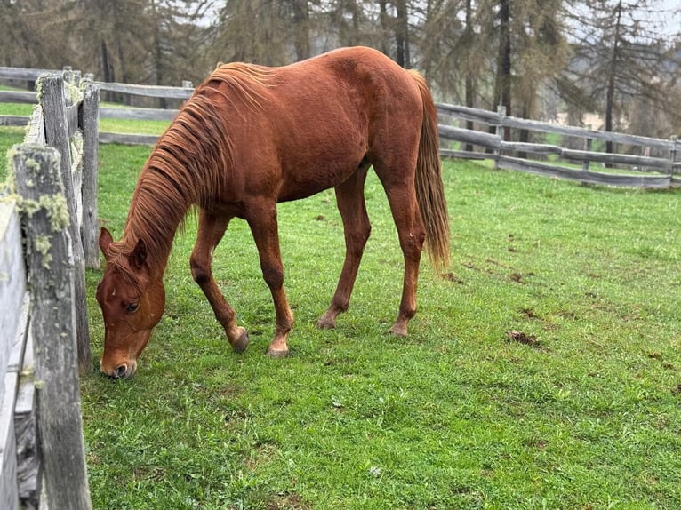 American Quarter Horse Wallach 2 Jahre 150 cm Dunkelfuchs in Jenesien