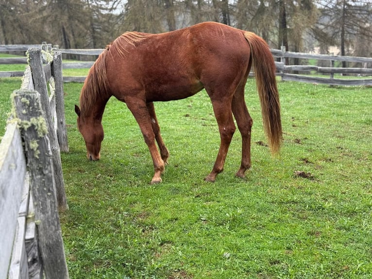 American Quarter Horse Wallach 2 Jahre 150 cm Dunkelfuchs in Jenesien
