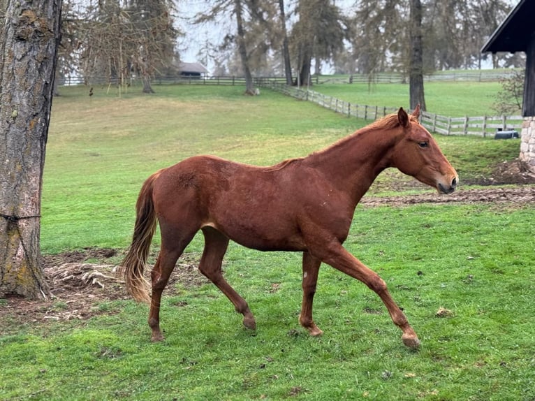 American Quarter Horse Wallach 2 Jahre 150 cm Dunkelfuchs in Jenesien