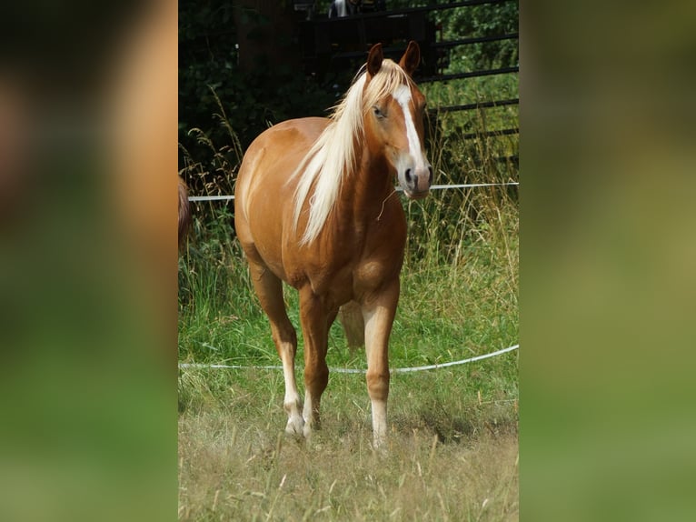 American Quarter Horse Wallach 2 Jahre 150 cm Fuchs in Linsburg
