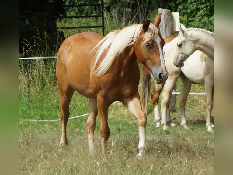 American Quarter Horse Wallach 2 Jahre 150 cm Fuchs in Linsburg
