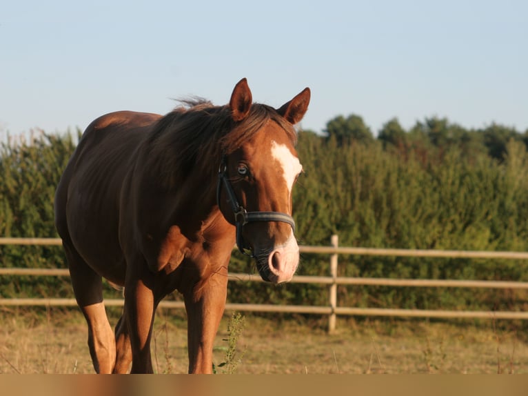 American Quarter Horse Wallach 2 Jahre 150 cm Fuchs in Kemnath