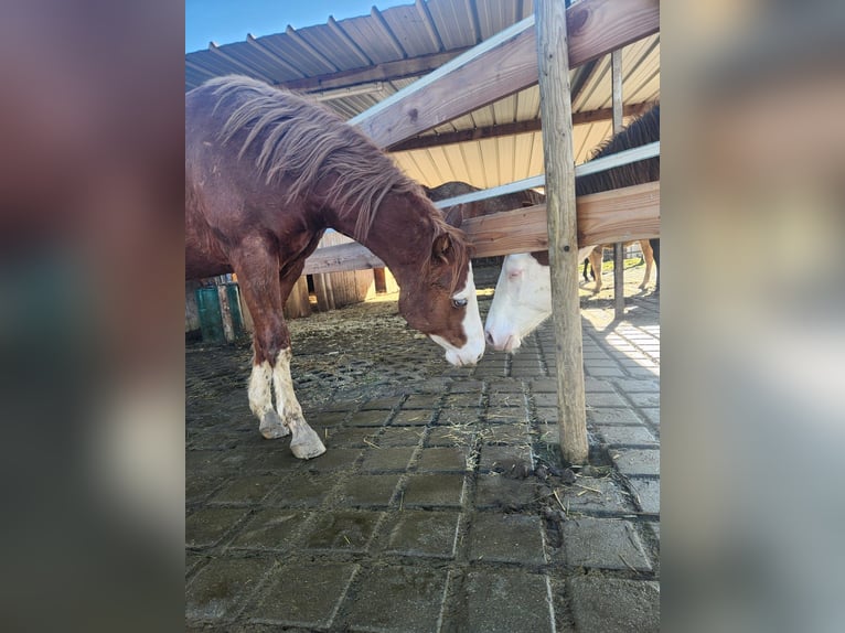 American Quarter Horse Wallach 2 Jahre 150 cm Fuchs in Fleischwangen