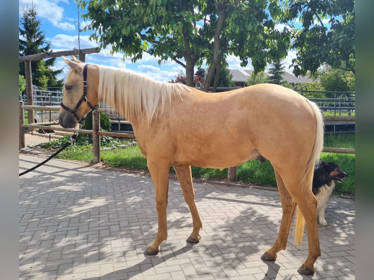 American Quarter Horse Wallach 2 Jahre 150 cm Palomino in Harth-P&#xF6;llnitz