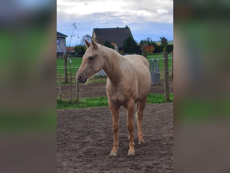 American Quarter Horse Wallach 2 Jahre 150 cm Palomino in Harth-P&#xF6;llnitz