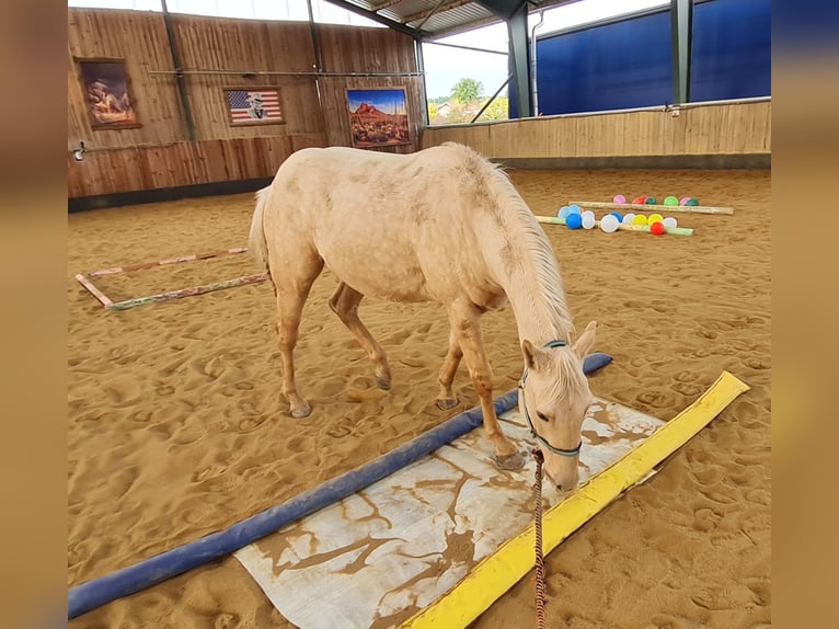 American Quarter Horse Wallach 2 Jahre 150 cm Palomino in Harth-P&#xF6;llnitz