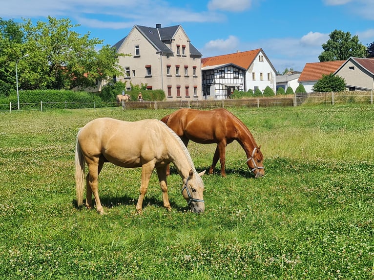 American Quarter Horse Wallach 2 Jahre 150 cm Palomino in Harth-P&#xF6;llnitz