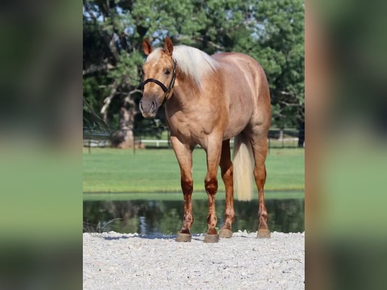 American Quarter Horse Wallach 2 Jahre 150 cm Palomino in Aubrey TX