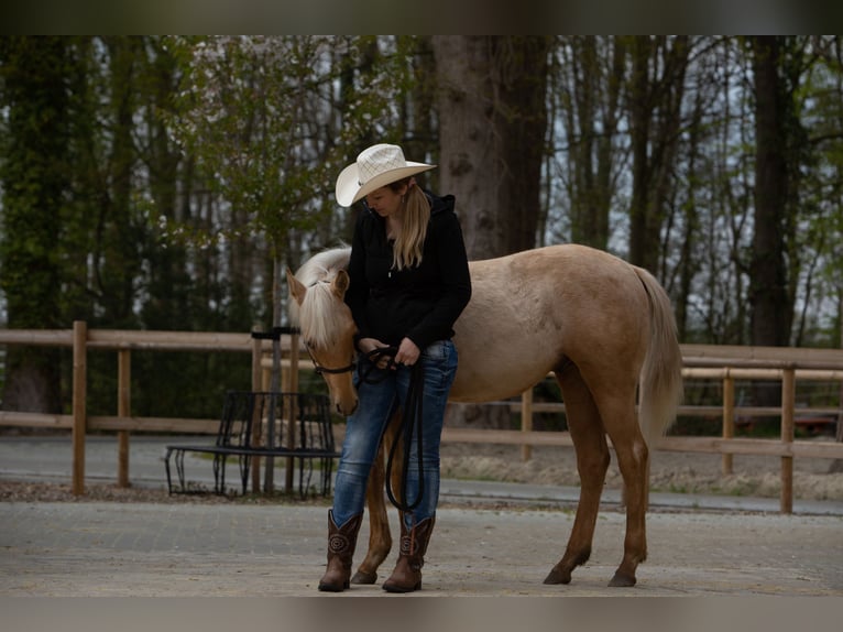 American Quarter Horse Wallach 2 Jahre 150 cm Palomino in Isterberg
