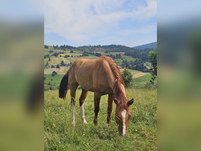 American Quarter Horse Wallach 2 Jahre 150 cm Red Dun in Steinen