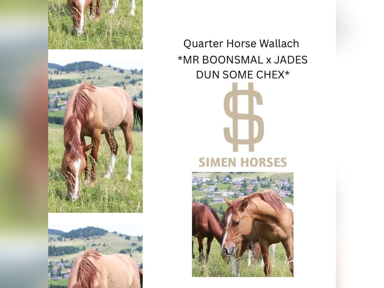 American Quarter Horse Wallach 2 Jahre 150 cm Red Dun in Steinen