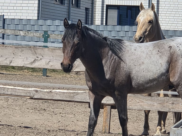 American Quarter Horse Wallach 2 Jahre 150 cm Roan-Bay in Oberlangen
