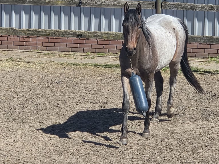 American Quarter Horse Wallach 2 Jahre 150 cm Roan-Bay in Oberlangen