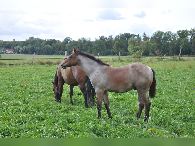 American Quarter Horse Wallach 2 Jahre 150 cm Roan-Bay in Bückeburg Evesen