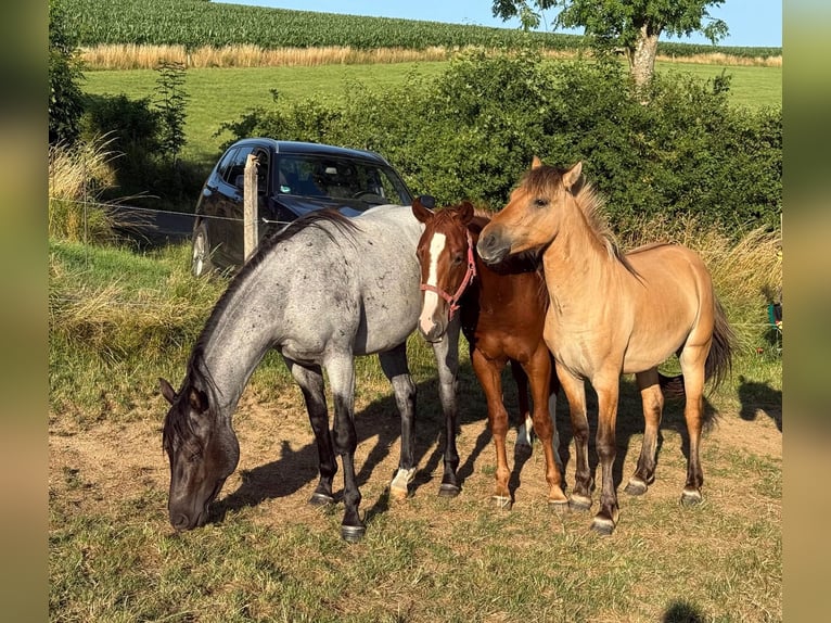 American Quarter Horse Wallach 2 Jahre 150 cm Roan-Blue in Daleiden