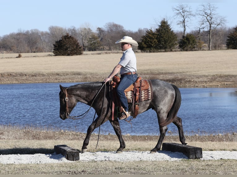 American Quarter Horse Wallach 2 Jahre 150 cm Roan-Blue in Buffalo, MO