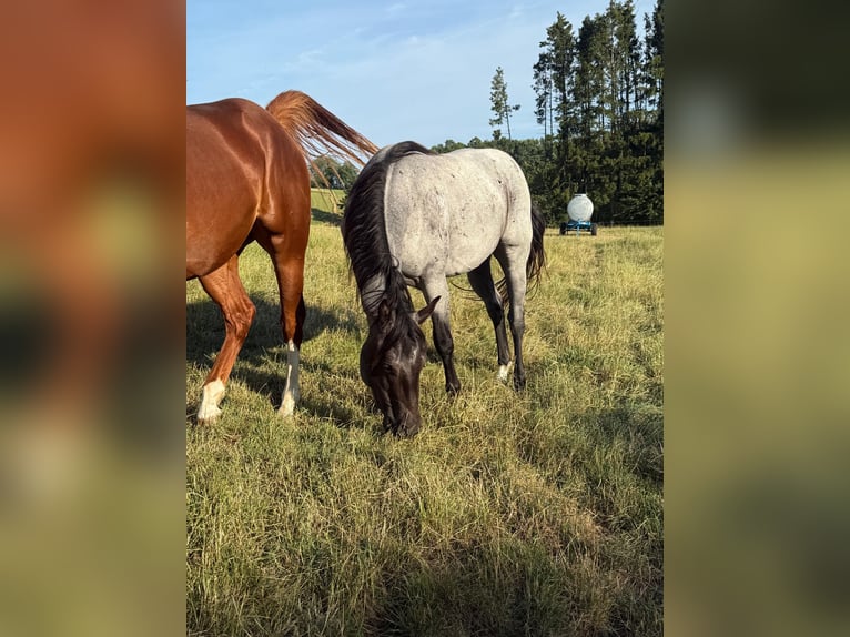 American Quarter Horse Wallach 2 Jahre 150 cm Roan-Blue in Daleiden