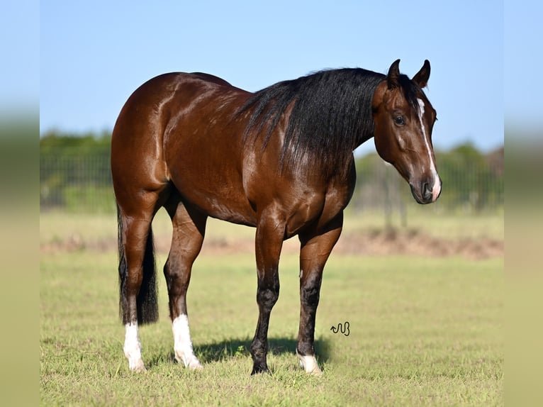 American Quarter Horse Wallach 2 Jahre 150 cm Rotbrauner in Waco, TX