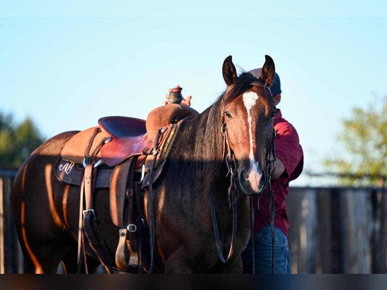 American Quarter Horse Wallach 2 Jahre 150 cm Rotbrauner in Waco, TX