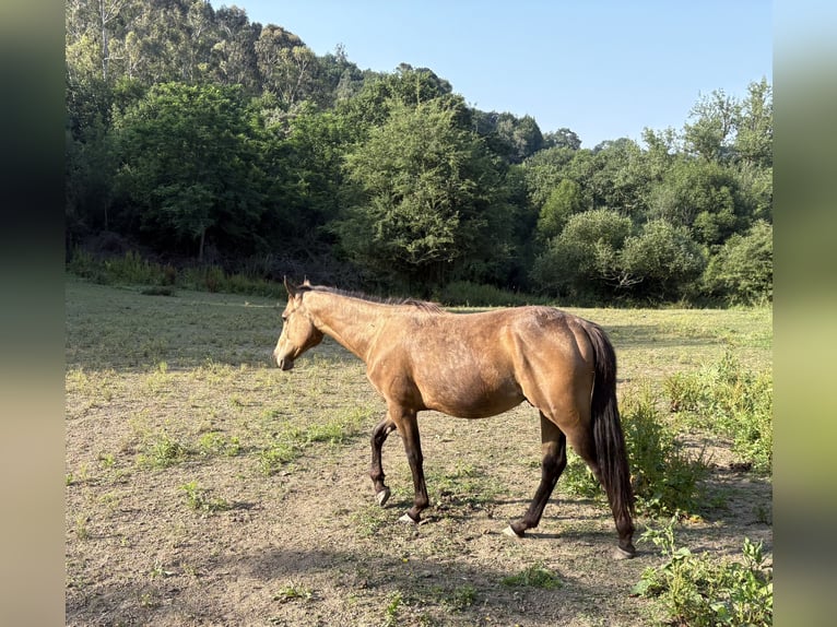 American Quarter Horse Wallach 2 Jahre 150 cm Rotbrauner in Vizcaya