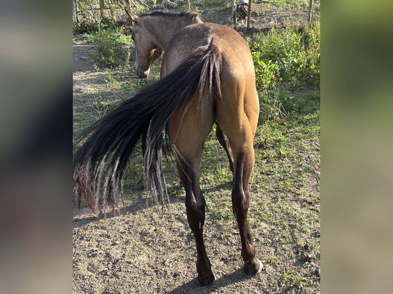 American Quarter Horse Wallach 2 Jahre 150 cm Rotbrauner in Vizcaya