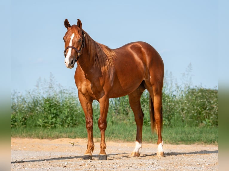 American Quarter Horse Wallach 2 Jahre 150 cm Rotfuchs in Ravenna