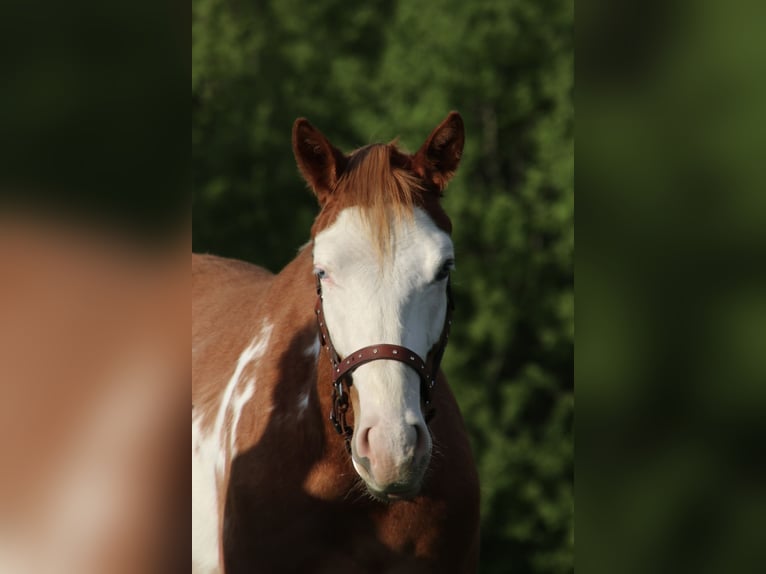American Quarter Horse Wallach 2 Jahre 150 cm Schecke in Schwarzach