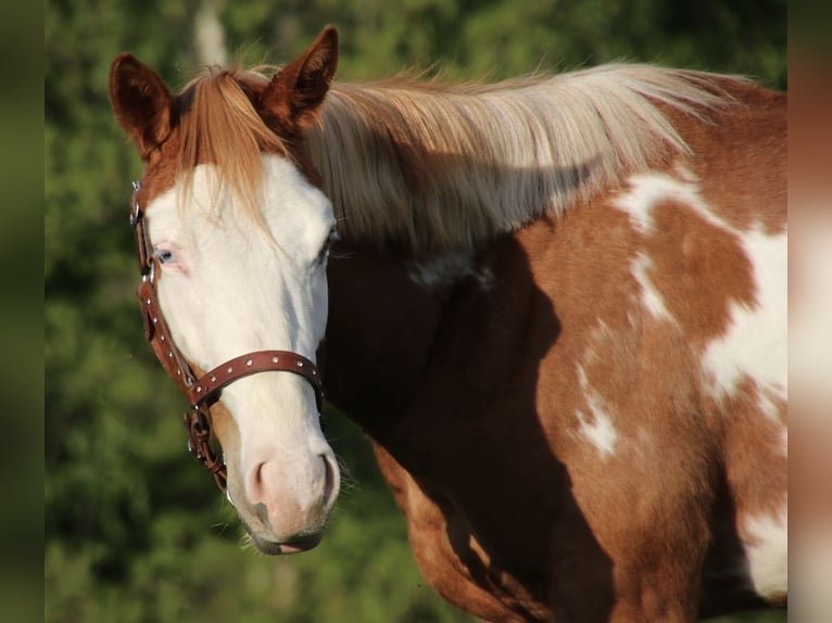American Quarter Horse Wallach 2 Jahre 150 cm Schecke in Schwarzach