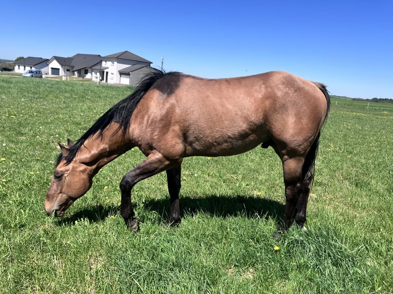 American Quarter Horse Wallach 2 Jahre 152 cm Braunfalbschimmel in Petit-Réderching