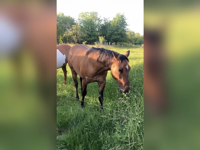 American Quarter Horse Wallach 2 Jahre 152 cm Braunfalbschimmel in Petit-Réderching