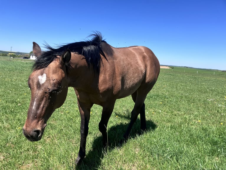 American Quarter Horse Wallach 2 Jahre 152 cm Braunfalbschimmel in Petit-Réderching