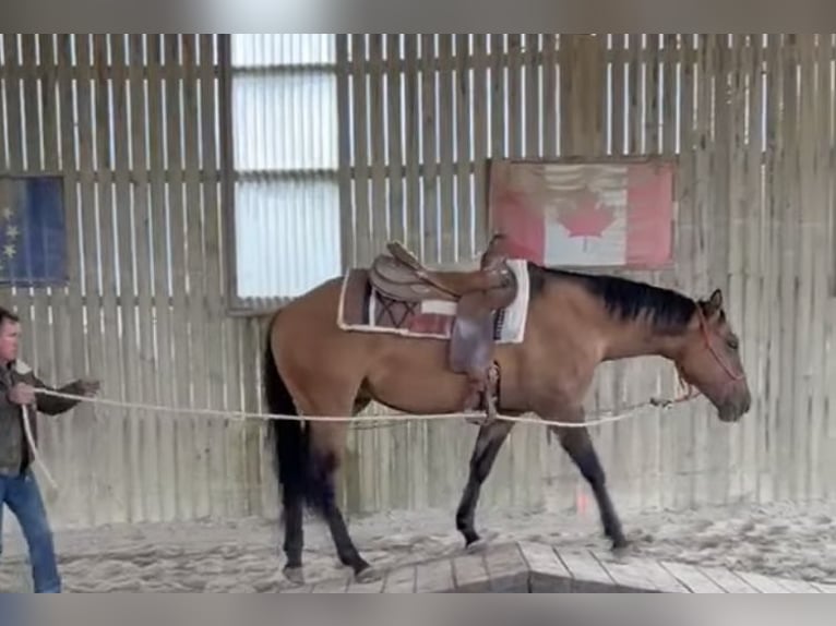 American Quarter Horse Wallach 2 Jahre 152 cm Braunfalbschimmel in Petit-Réderching