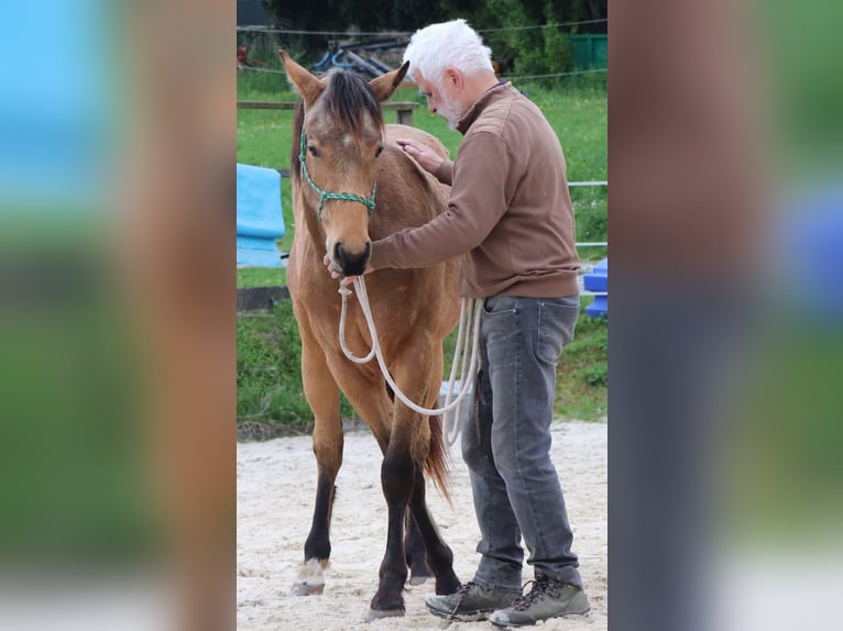 American Quarter Horse Wallach 2 Jahre 152 cm Buckskin in M&#xFC;glitztal