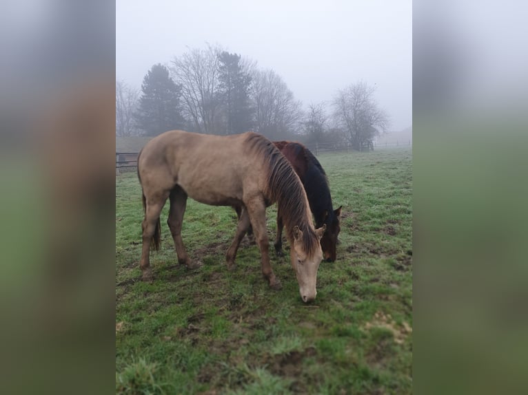 American Quarter Horse Wallach 2 Jahre 152 cm Champagne in Rödinghausen